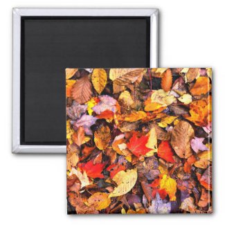 Fall leaves-Magnet magnet