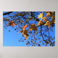 Fall,leaves,maple, blue sky poster