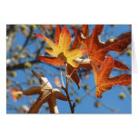 Fall Leaves on Tree in Virginia Cards