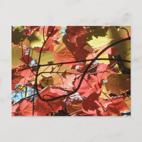 Fall Leaves Postcard postcard
