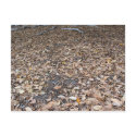 fall leaves postcards