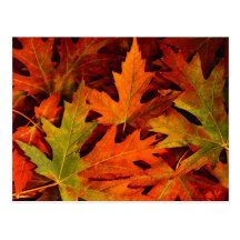 Fall leaves postcard 1