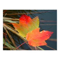Fall Leaves - Poster posters by almedic104 Fall Leaves - Poster posters