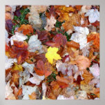 Fall leaves poster posters