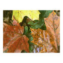 Fall Leaves Print