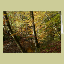 "Fall Leaves + Stream in Northumberland Woods" cards