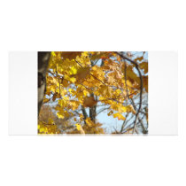 Fall leaves, winter comes photo cards by BruceMG Fall leaves, winter comes photo cards