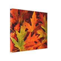 Fall leaves wrapped canvas 1 stretched canvas prints
