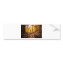 Fall Light Show Bumper Sticker