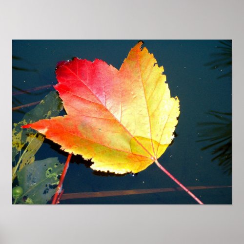 Fall Maple Leaf on Water print