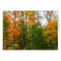 Fall Maple Leaves Card