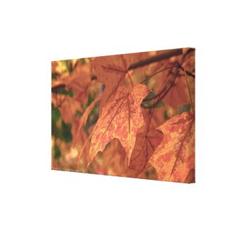 Fall Maple Leaves HDR Canvas Print