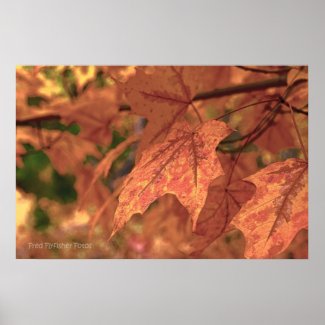 Fall Maple Leaves HDR Print