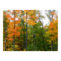Fall Maple Leaves Print by mlewallpapers Fall Maple Leaves Print