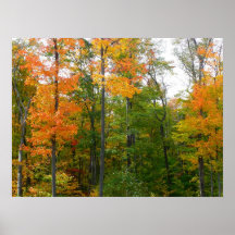 Fall Maple Leaves Print