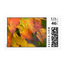 Fall Maple Stamp