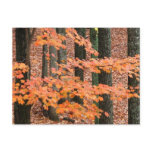 Fall Maple