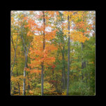 Fall Maple Trees Magnet