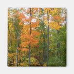 Fall Maple Trees Magnet