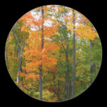 Fall Maple Trees Sticker