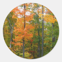 Fall Maple Trees Sticker