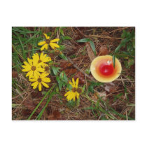 Fall Mushroom and Sunflowers postcards by tiger45 Fall Mushroom and Sunflowers postcards