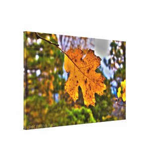 Fall Oak Leaf HDR Gallery Wrapped Canvas