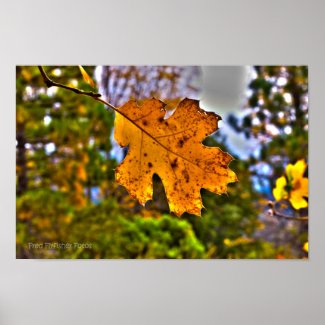 Fall Oak Leaf HDR Posters