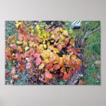 Fall poison ivy posters