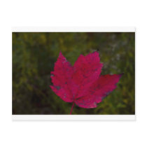 fall postcards by torontotees fall postcards