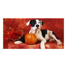 Fall puppy personalized photo card