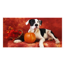 Fall puppy photo cards