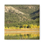 Fall Reflected magnets