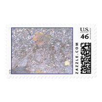 Fall Reflections postage
