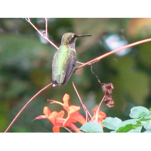 Fall Ruby-throat Postcard postcard