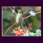 Fall Ruby-throat Postcard postcards