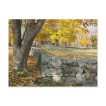 Fall scene with tree and stone wall postcards by BruceMG Fall scene with tree and stone wall postcards