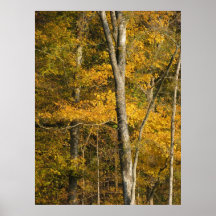 Fall Series Poster
