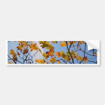 Fall Sky Bumper Stickers