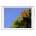 Fall Splendor cards
