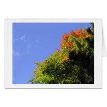 Fall Splendor cards