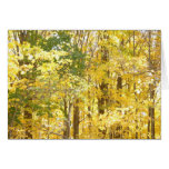 Fall Splendor
