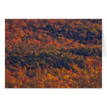 Fall Splendor Cards
