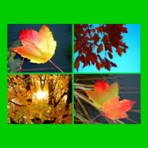 Fall Splendor posters