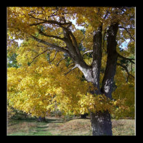 Fall tree posters