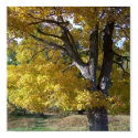 Fall tree posters