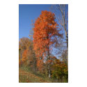 Fall Tree Print