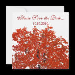 Fall Tree Save-the-date