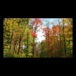 Fall Trees and Blue Sky Photo Print