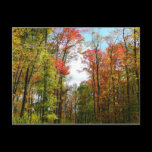 Fall Trees and Blue Sky Postcard